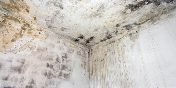 Rehabilitación y Restauración de Fachadas Santa Coloma de Gramenet · Pintura Antihumedad / Antimoho para Humedades / Moho